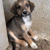 Woody, geb. ca. 02/2026, 87763 Lautrach