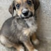 Woody, geb. ca. 02/2026, 87763 Lautrach