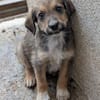 Woody, geb. ca. 02/2026, 87763 Lautrach