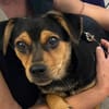 Nugget💕wartet in Hannover auf seine Familie