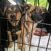 Nugget💕wartet in Hannover auf seine Familie