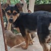 Nugget💕wartet in Hannover auf seine Familie