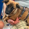 Mira💕lebensfrohe junge Hündin wartet in Köln