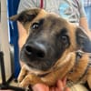 Mira💕lebensfrohe junge Hündin wartet in Köln