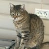 Seniorin IDA sucht Zuhause