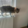 Seniorin IDA sucht Zuhause