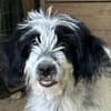 Winifred, geb. ca. 02/2026, 87763 Lautrach