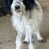 Winifred, geb. ca. 02/2026, 87763 Lautrach