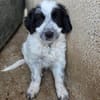 Winifred, geb. ca. 02/2026, 87763 Lautrach