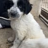 Winifred, geb. ca. 02/2026, 87763 Lautrach