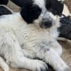 Winifred, geb. ca. 02/2026, 87763 Lautrach