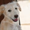 Liebenswerte Susanna sucht Zuhause