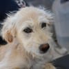 Liebenswerte Susanna sucht Zuhause