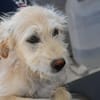 Liebenswerte Susanna sucht Zuhause