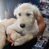 Liebenswerte Susanna sucht Zuhause
