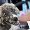 Möchten Sie Ostia adoptieren?