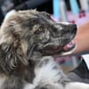Möchten Sie Ostia adoptieren?