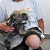 Möchten Sie Ostia adoptieren?