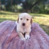 Fluffy-Boo, geb. ca. 04/2026, 44651 Herne