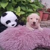 Fluffy-Boo, geb. ca. 04/2026, 44651 Herne