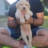 Fluffy-Boo, geb. ca. 04/2026, 44651 Herne