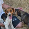 Flora sucht ein liebevolles Zuhause