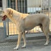Giono sucht sein Traumzuhause