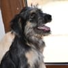 Hübscher Serse sucht Zuhause