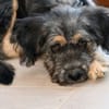 Hübscher Serse sucht Zuhause