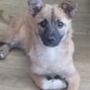 Samira - im Herzen gross