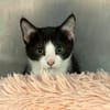 DOMINO