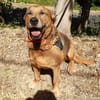 Tyson