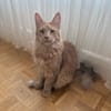 ROUCOOL MAINE COON
