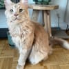 ROUCOOL MAINE COON
