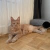 ROUCOOL MAINE COON