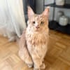 ROUCOOL MAINE COON