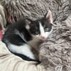 Bowie