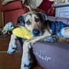 Eva - intelligent und spielfreudig