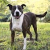 Dina (Dynamit) -Zweite Chance für eine treue Hundeseele