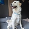 Minka aus Kamlach sucht ihr Zuhause