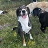 Snoop sucht seine Menschen