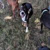 Snoop sucht seine Menschen