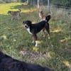Snoop sucht seine Menschen