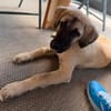 Ayla sucht ein liebevolles Zuhause 🐾