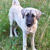 Ayla sucht ein liebevolles Zuhause 🐾