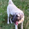 Ayla sucht ein liebevolles Zuhause 🐾