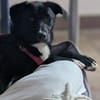 Charlene sucht ein Zuhause
