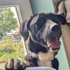 Charlene sucht ein Zuhause