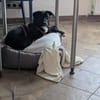Charlene sucht ein Zuhause