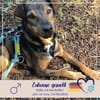 Bobby - fast 2 jähriger sucht dich